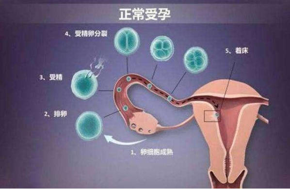南京同性做供卵试管合法又合理,男同、女同都可做!