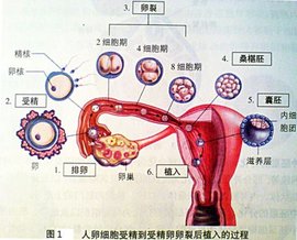 南京同性做供卵试管合法又合理,男同、女同都可做!